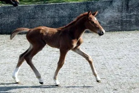 1986-Cabbalero-Fohlen2.JPG