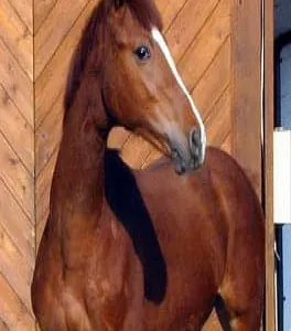 1986-Zaffiro.jpg