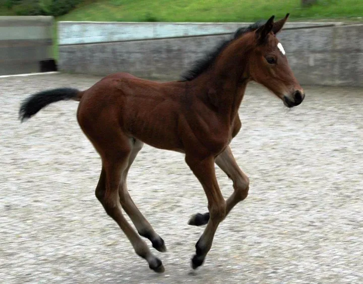 1986come_back_galopp.jpg
