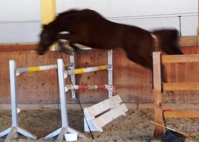 cabalero_1603_freispringen.jpg
