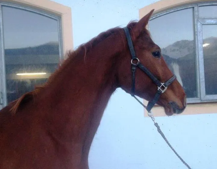 cabalero_1603_kopf1.jpg