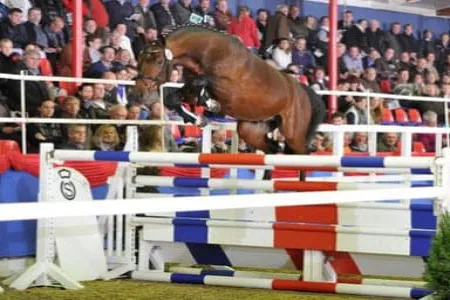 Flittermaus-Calitendro-2010-Oxer-2008-schreiner.jpg