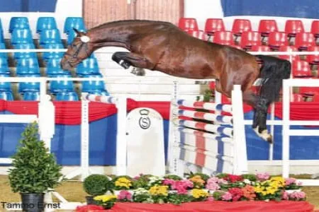 Flittermaus-Calitendro-2010-Oxer1-2008-schreiner.jpg