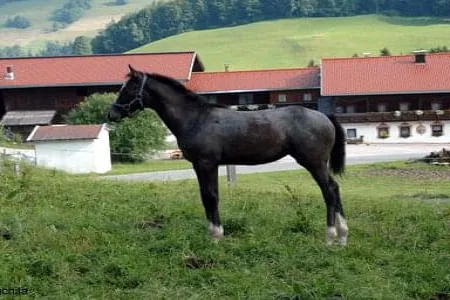 Flittermaus-Conchita-Fohlen.JPG