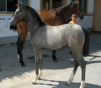 Flittermaus-Conchita.jpg